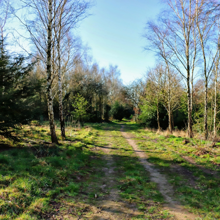 Peter Elderfield Memorial Wood Open Day