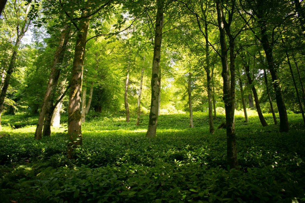 Forest depicting land owned by World Habitat