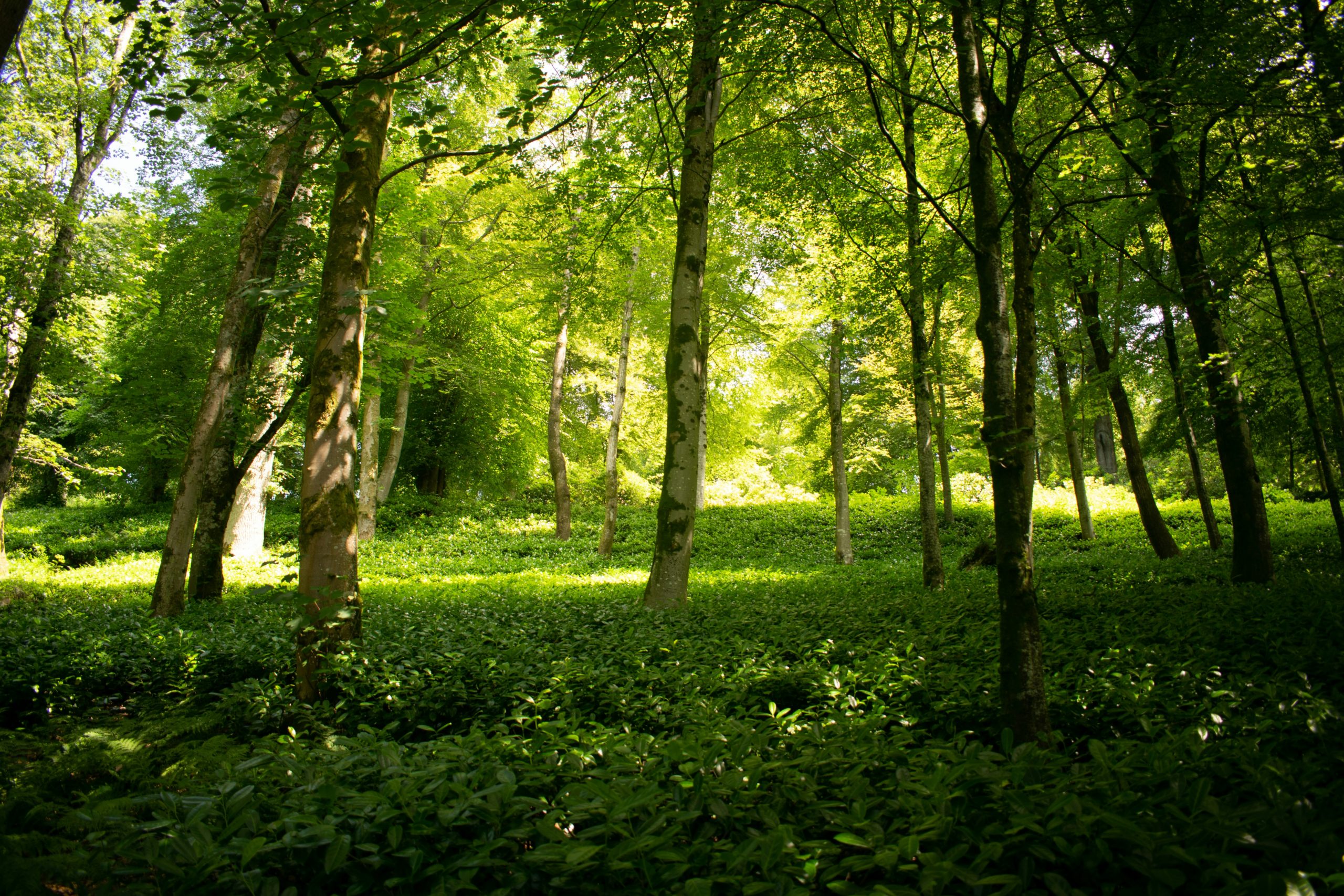 Forest depicting land owned by World Habitat